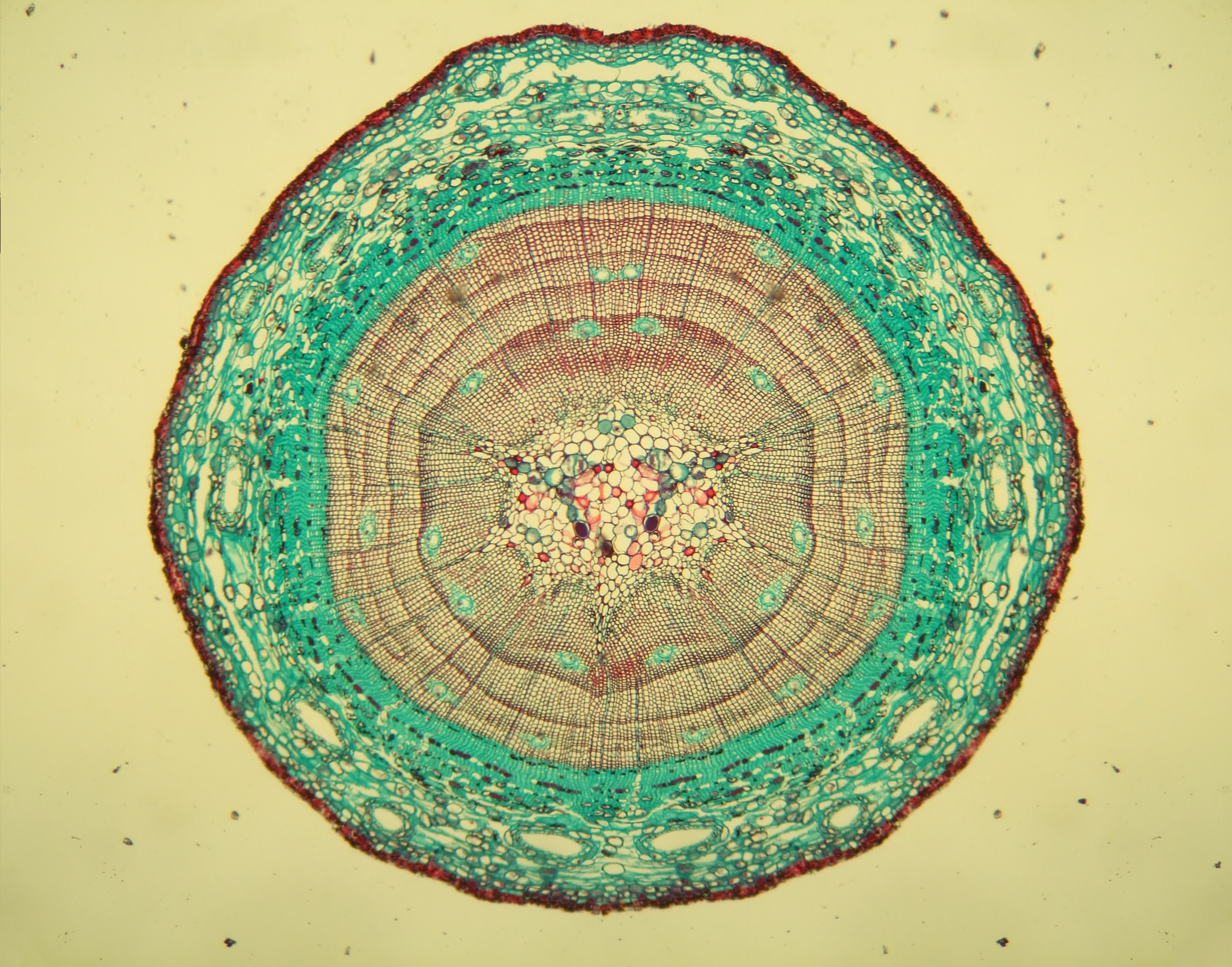 microscopic image
